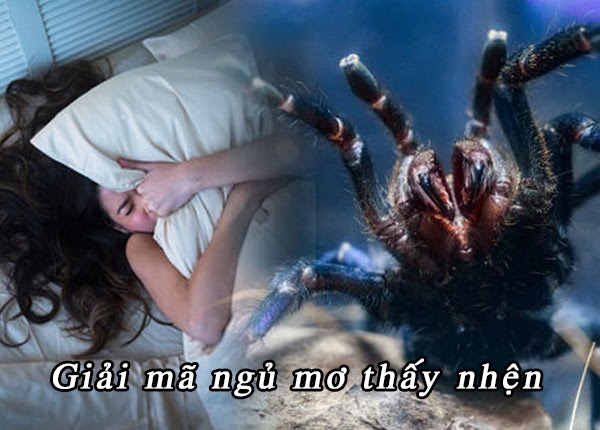 Ngủ mơ thấy nhện thường khiến chúng ta cảm thấy lo lắng