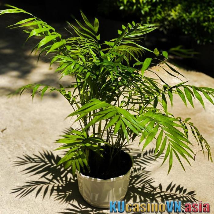 cây cau tiểu trâm