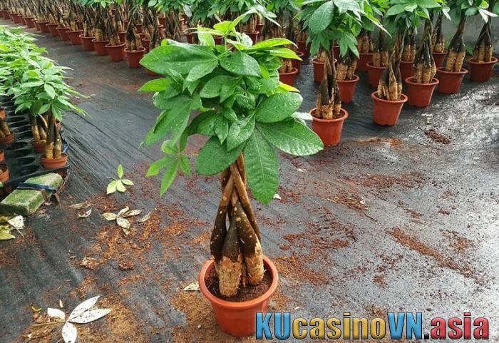 Cây kim ngân hợp mệnh gì