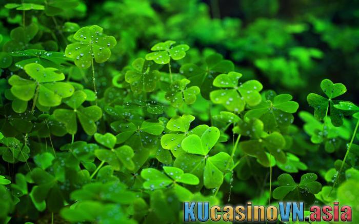 cỏ may mắn