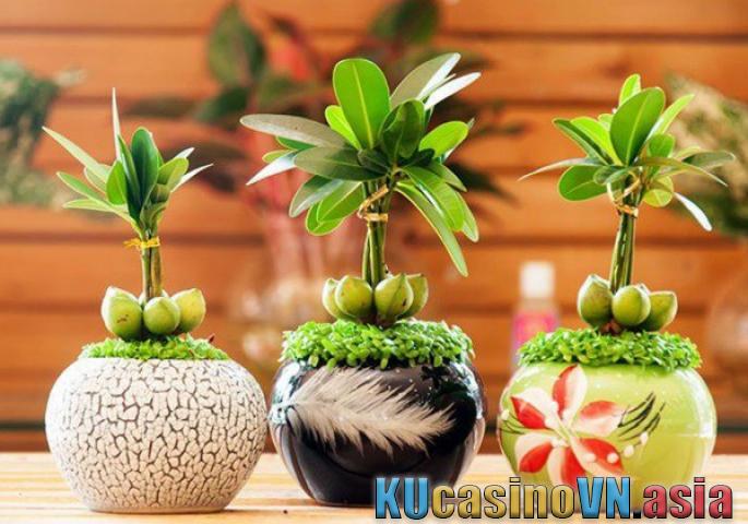 ý nghĩa của cây Tài lộc