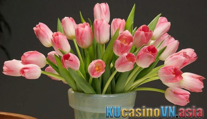 phong thủy hoa tulip ( hoa Uất Kim Hương )