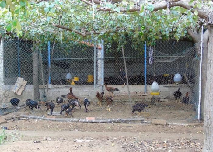 Hướng dẫn cách chăm sóc chuồng gà tốt nhất, phù hợp với khí hậu Việt Nam 