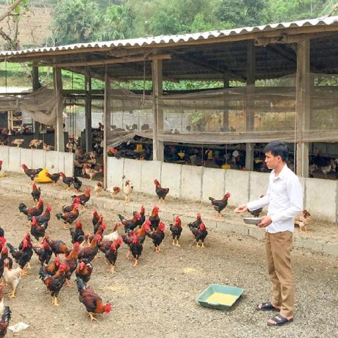 Hướng dẫn cách chăm sóc chuồng gà tốt nhất, phù hợp với khí hậu Việt Nam 1337441911