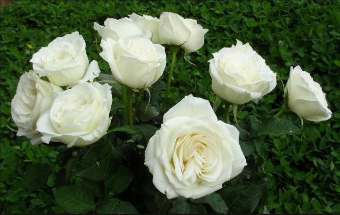 Không ai biết ý nghĩa của hoa hồng trắng trong đám tang 1322852730
