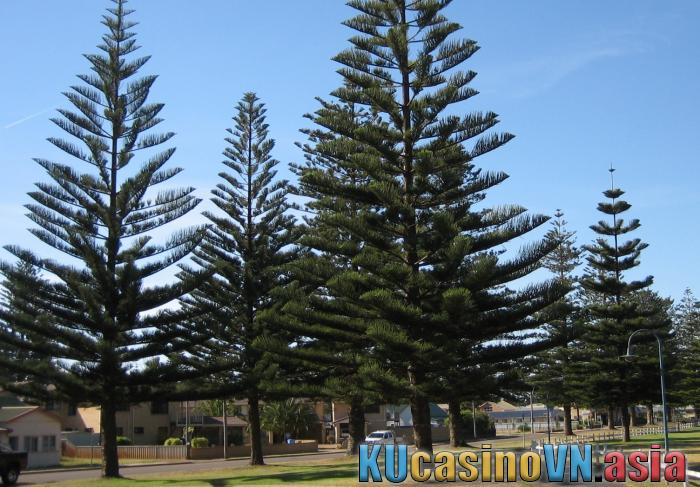 cây Tùng Bách Tán