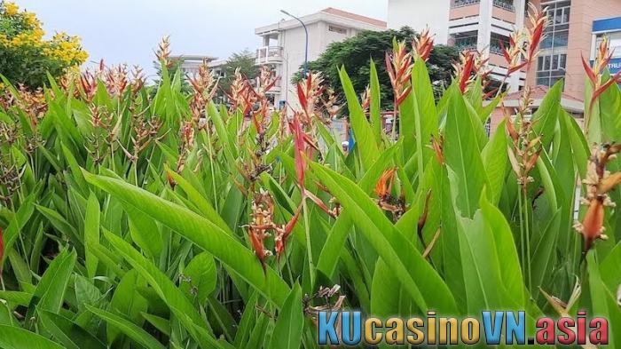 Cây dong cảnh hợp mệnh gì