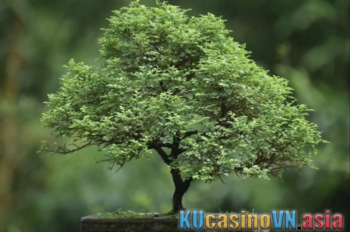 cây Nguyệt Quế phong thủy