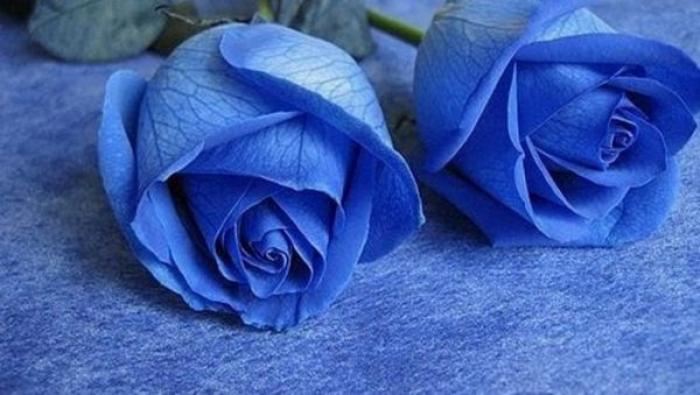 Ý nghĩa của hoa hồng xanh - hoa tình yêu vĩnh cửu 1225753753