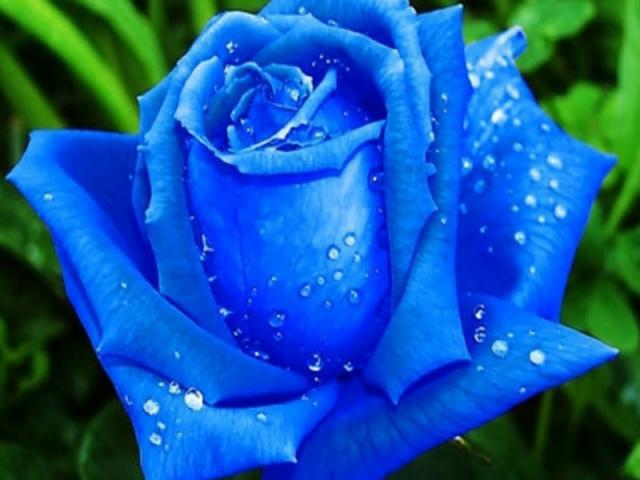 Ý nghĩa của hoa hồng xanh - hoa tình yêu vĩnh cửu 1225753753