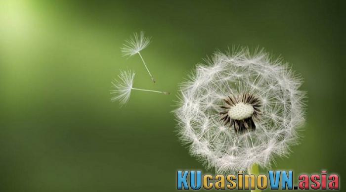 ý nghĩa hoa bồ công anh