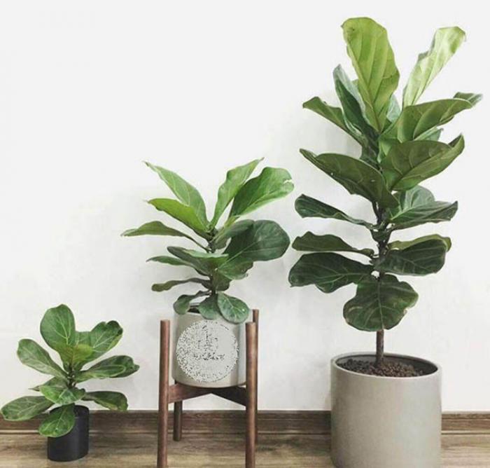 Cây bonsai hợp mệnh gì? Ý nghĩa phong thủy của cây