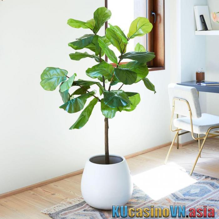 Cây bonsai hợp mệnh gì? Ý nghĩa phong thủy của cây 712670000