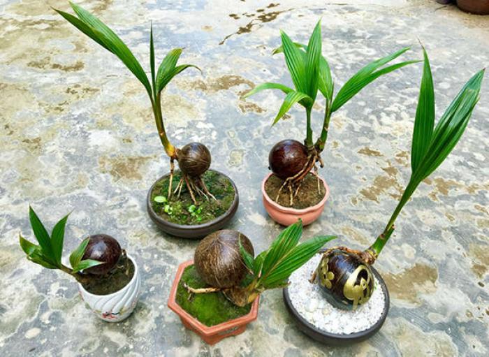 Khám phá ý nghĩa phong thủy của cây dừa nước cảnh 