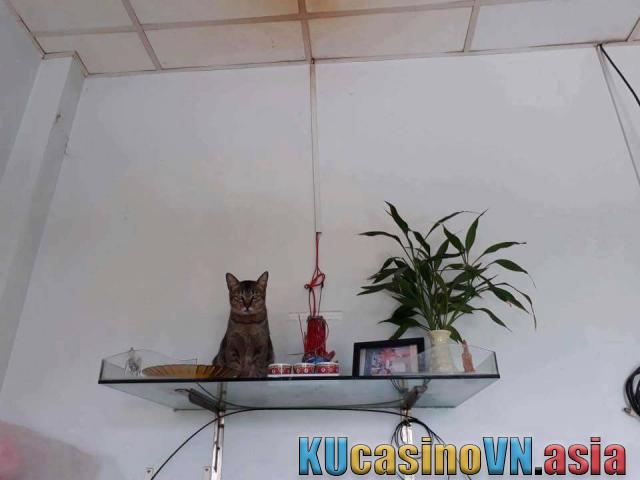mèo nhảy lên bàn thờ