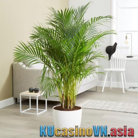 cây dừa nước cảnh