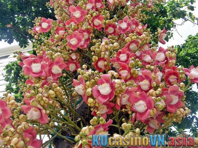 Ý nghĩa của cây sala