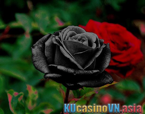 Ý nghĩa của bông hồng đen huyền thoại 117958091