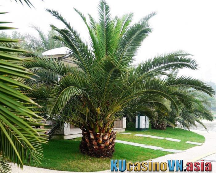 Cây chà là cảnh