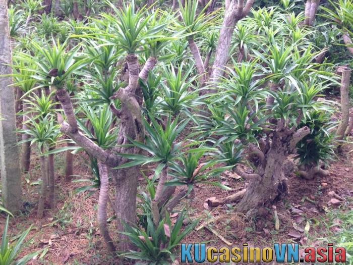 phong thủy cây Thanh Lan