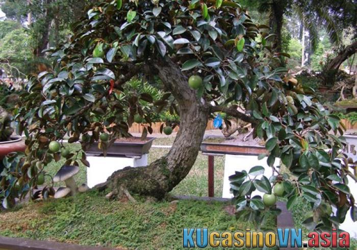 cây vú sữa cảnh