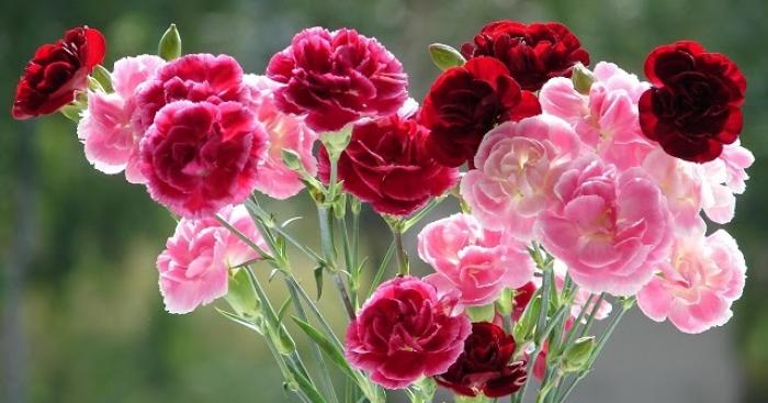 Ý nghĩa của hoa cẩm chướng là gì?