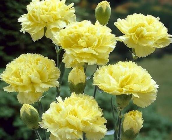 Ý nghĩa của hoa cẩm chướng là gì?