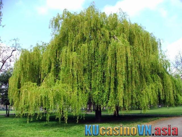 cây kiêng kỵ trồng trước nhà
