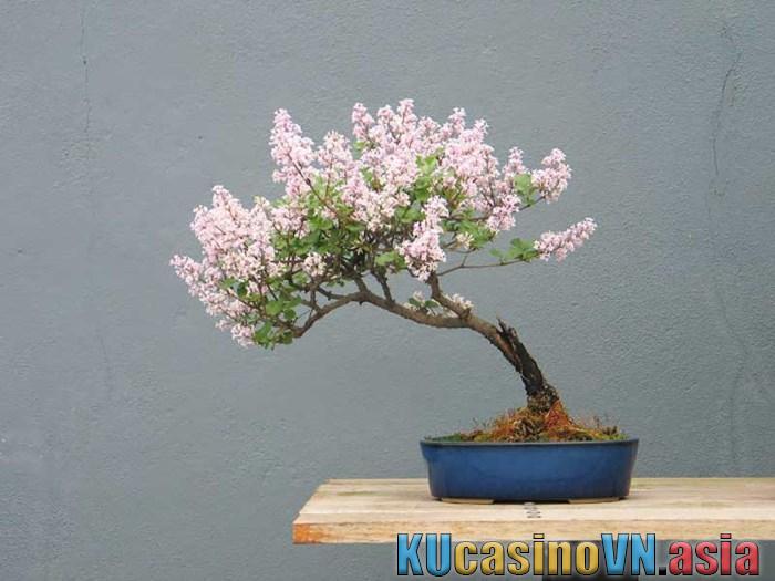 cây đinh hương