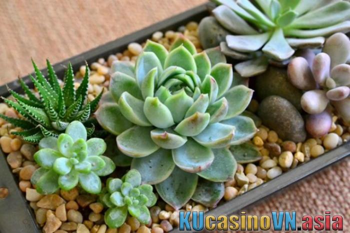 phong thủy cây sen đá